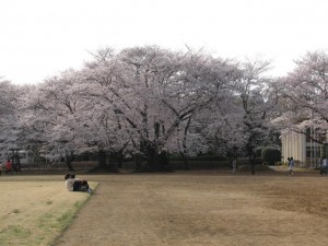 愛国学園附属高等学校 愛国学園附属高等学校