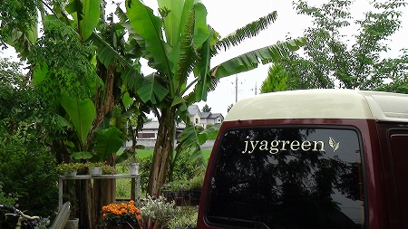 jyagreen