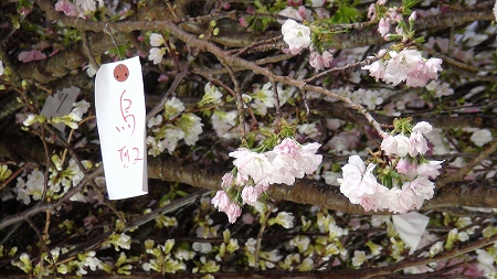 『桜を見上げよう』Sakura　Project
