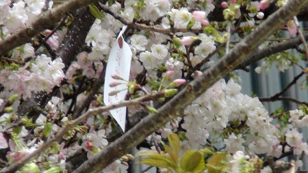 『桜を見上げよう』Sakura　Project