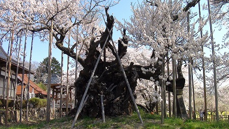 山高神代桜（山梨）