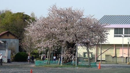 永治の桜