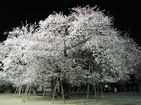 真鍋の桜