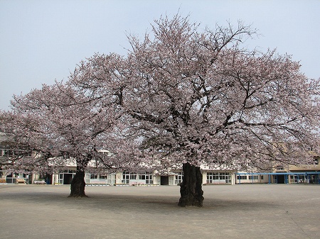 百年桜