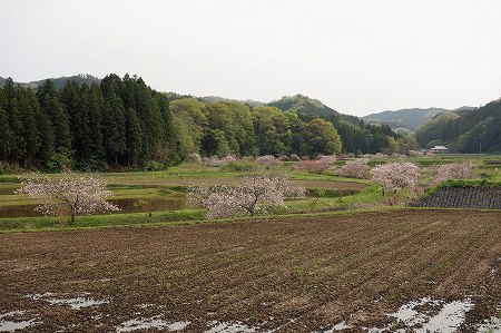 相川のぼたん桜