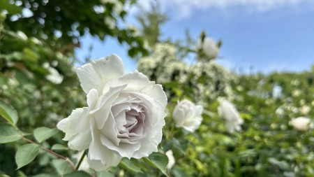 IMG_9152