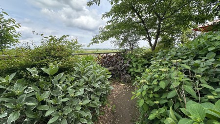 IMG_9451