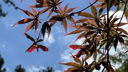 IMG_0059