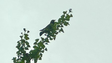 IMG_0517