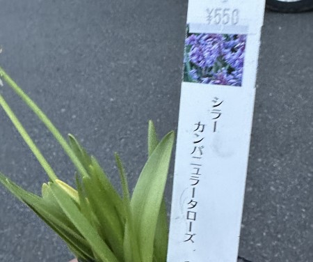 シラーカンパニュラタローズ・スパニッシュブルーベル