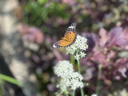 IMG_0899