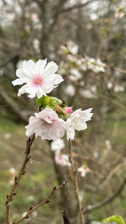 IMG_1453