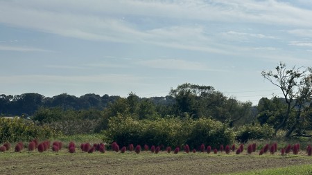 IMG_1739